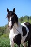 Photography halter